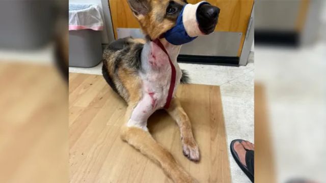 Florida Dog Dragged Away by Alligator in Backyard Attack