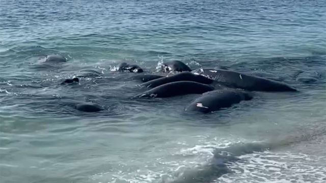 Florida Sheriff Urges Public to Ignore Manatees Getting Frisky Near Shore