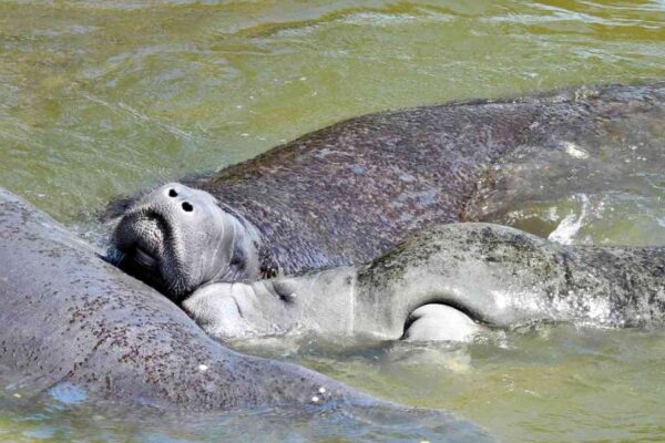 Florida Sheriff Urges Public to Ignore Manatees Getting Frisky Near Shore