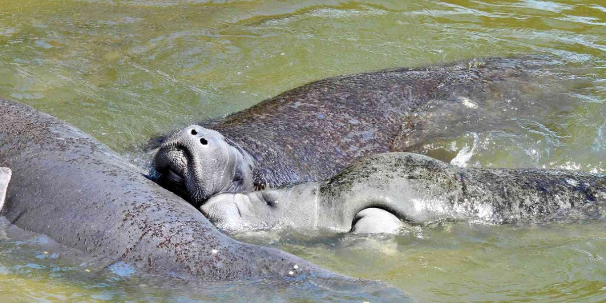 Florida Sheriff Urges Public to Ignore Manatees Getting Frisky Near Shore