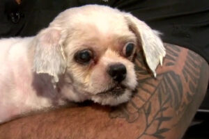 Good Samaritan Donates Food to Rescue Group That Saved Abandoned Dog