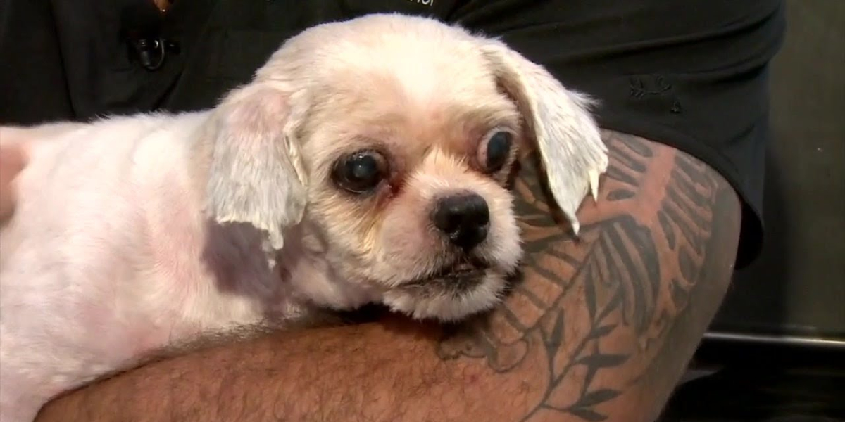 Good Samaritan Donates Food to Rescue Group That Saved Abandoned Dog