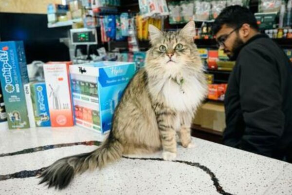 Iconic Bodega Cats May Soon Be Legal Residents Under NYC Proposal