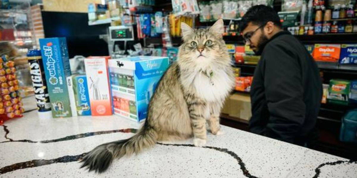 Iconic Bodega Cats May Soon Be Legal Residents Under NYC Proposal