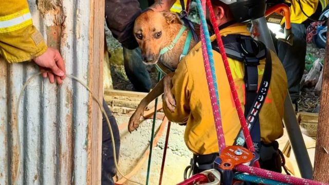 California Teen Saved by Rescue Team After Attempting to Retrieve Dogs From Well