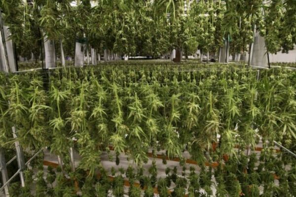Massachusetts Considers New Cannabis Bill, Prompts Review of Current Regulations