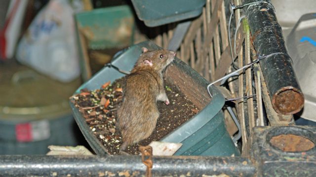 NYC Launches Rat Birth Control Program in Harlem to Combat Rodent Crisis