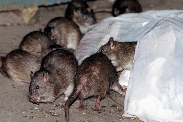 NYC Launches Rat Birth Control Program in Harlem to Combat Rodent Crisis