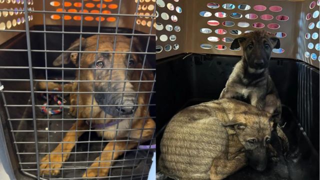 NYC Woman Faces Jail Time After 48 Dogs Found in Deplorable Conditions