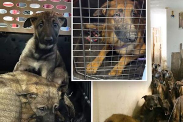 NYC Woman Faces Jail Time After 48 Dogs Found in Deplorable Conditions