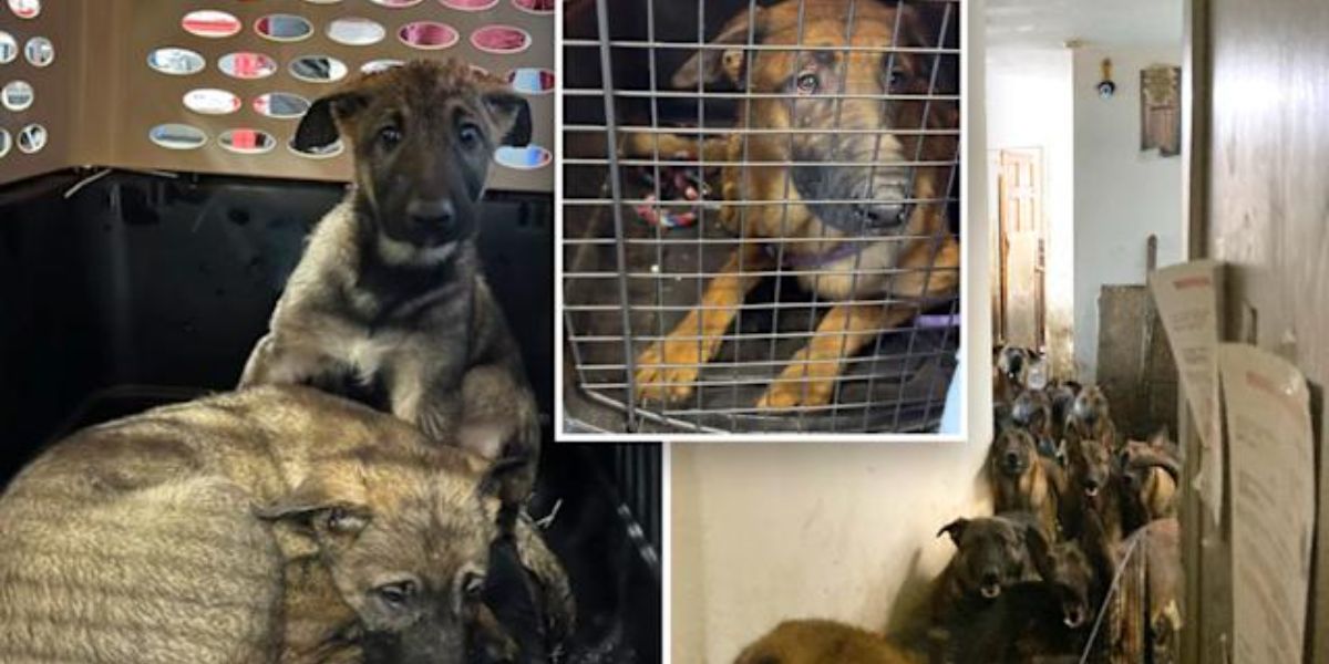 NYC Woman Faces Jail Time After 48 Dogs Found in Deplorable Conditions