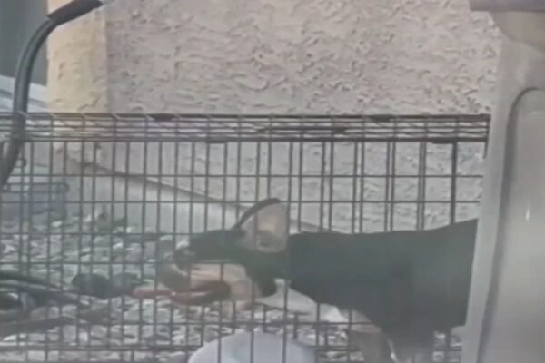 Neighbor’s video leads to arrest after dog dies in hot crate in Las Vegas