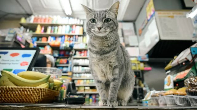 Iconic Bodega Cats May Soon Be Legal Residents Under NYC Proposal