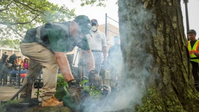 New York City Uses Carbon Monoxide to Combat Rats, Buries Them in Tree Pits