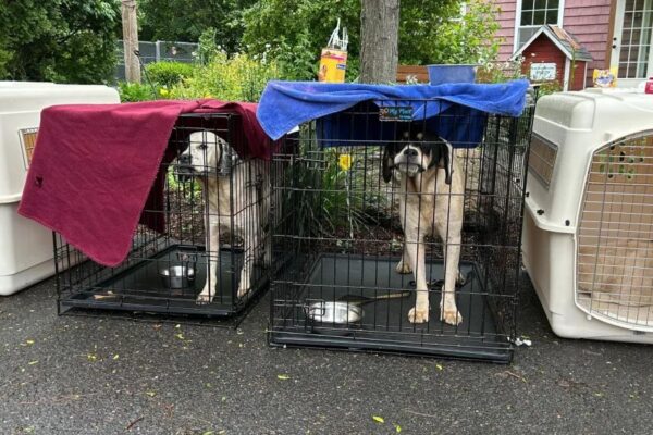 Officials 22 Dogs Rescued from Oxford Home in Animal Cruelty Investigation