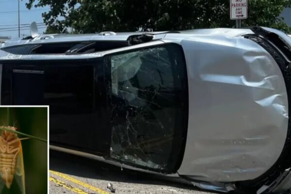 Ohio Driver Crashes After Cicada Flies Into Car, Causing Panic Ohio Driver Crashes After Cicada Flies Into Car, Causing Panic