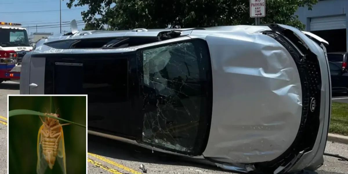 Ohio Driver Crashes After Cicada Flies Into Car, Causing Panic