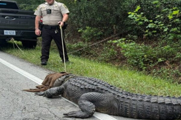 Pepe the 400-Pound Gator ‘Detained’ in NC for ‘Being a Dinosaur Without Papers’