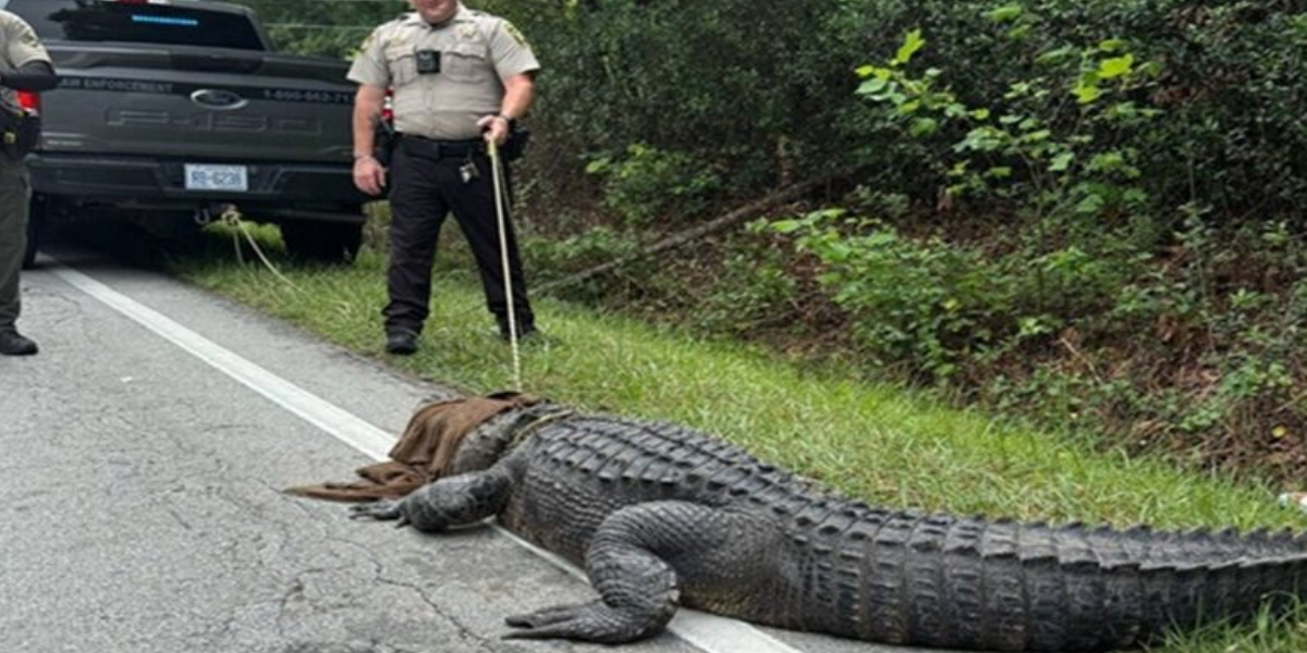 Pepe the 400-Pound Gator ‘Detained’ in NC for ‘Being a Dinosaur Without Papers’