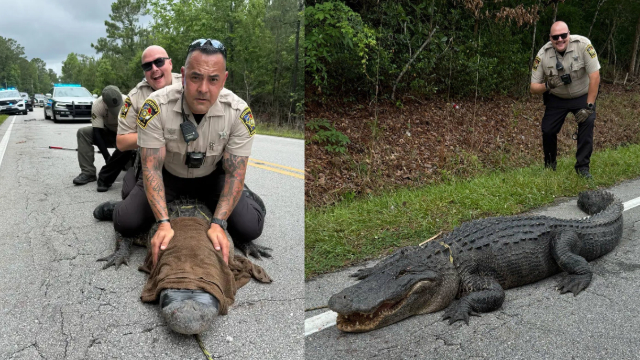 Pepe the 400-Pound Gator ‘Detained’ in NC for ‘Being a Dinosaur Without Papers’