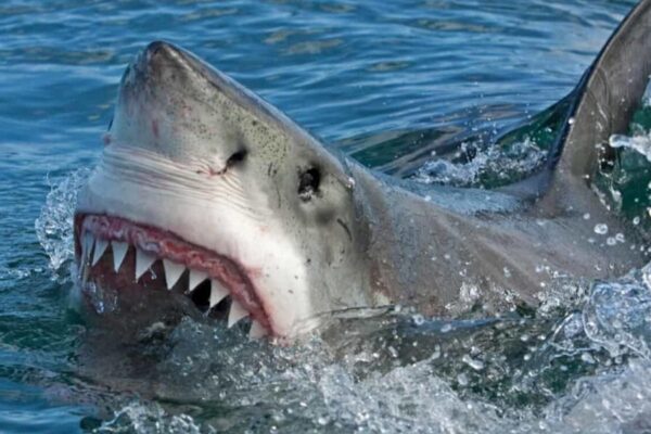Shark Attacks 12-Year-Old Girl in South Carolina, Second U.S. Incident in a Week