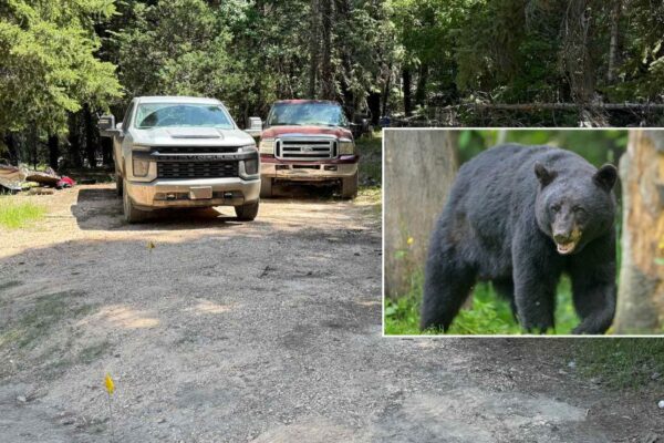 Utah Man Survives Black Bear Attack at Campsite ‘Nothing Like a Dog Bite’