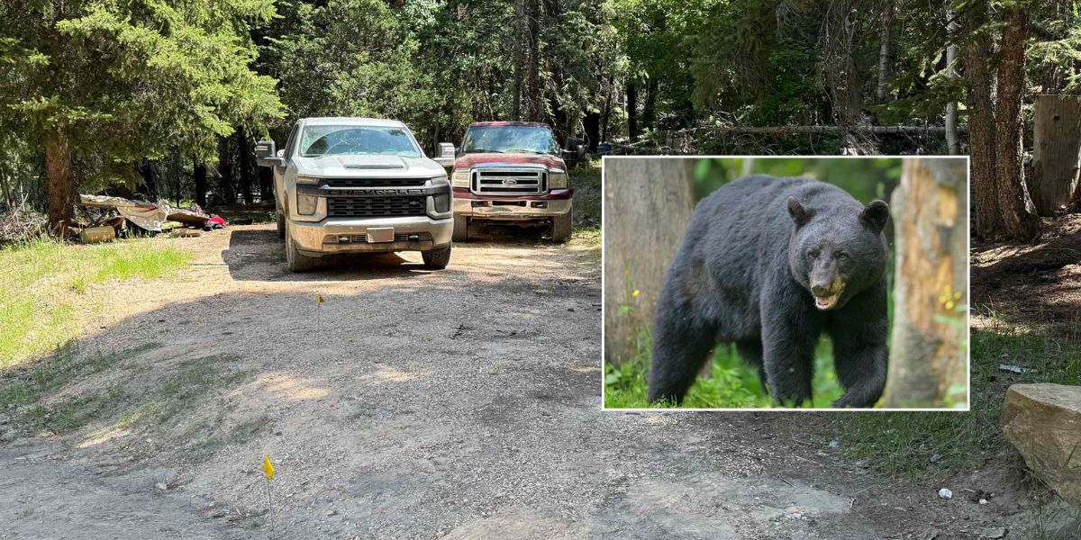 Utah Man Survives Black Bear Attack at Campsite ‘Nothing Like a Dog Bite’