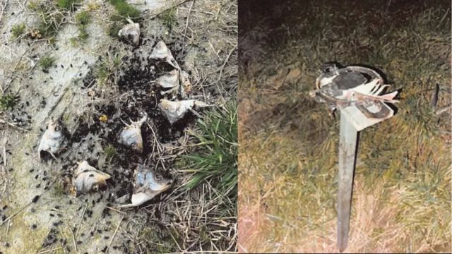 Virginia Hunter Sentenced to One Day in Prison for Killing 20 Bald Eagles, Hawks