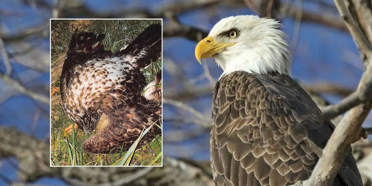 Virginia Hunter Sentenced to One Day in Prison for Killing 20 Bald Eagles, Hawks
