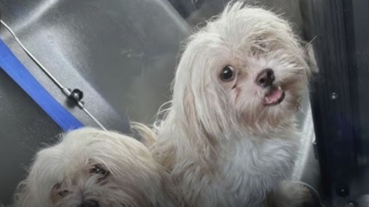 7 Dogs and 1 Cat Rescued from Scorching Hot Car in Philadelphia