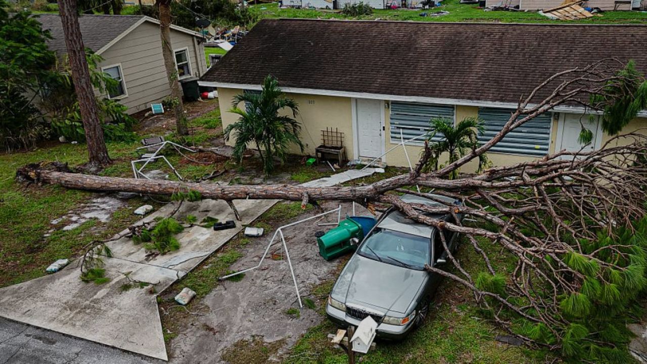 Florida Tree Laws Explained Who’s Liable If a Tree Falls on a Neighbor’s Property