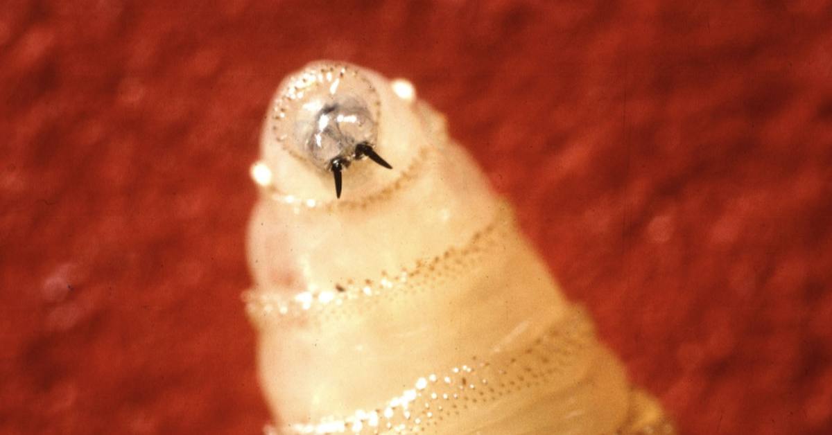 New Yorkers Urged to Watch for Deadly Parasitic Fly: First U.S. Human Case of New World Screwworm Confirmed