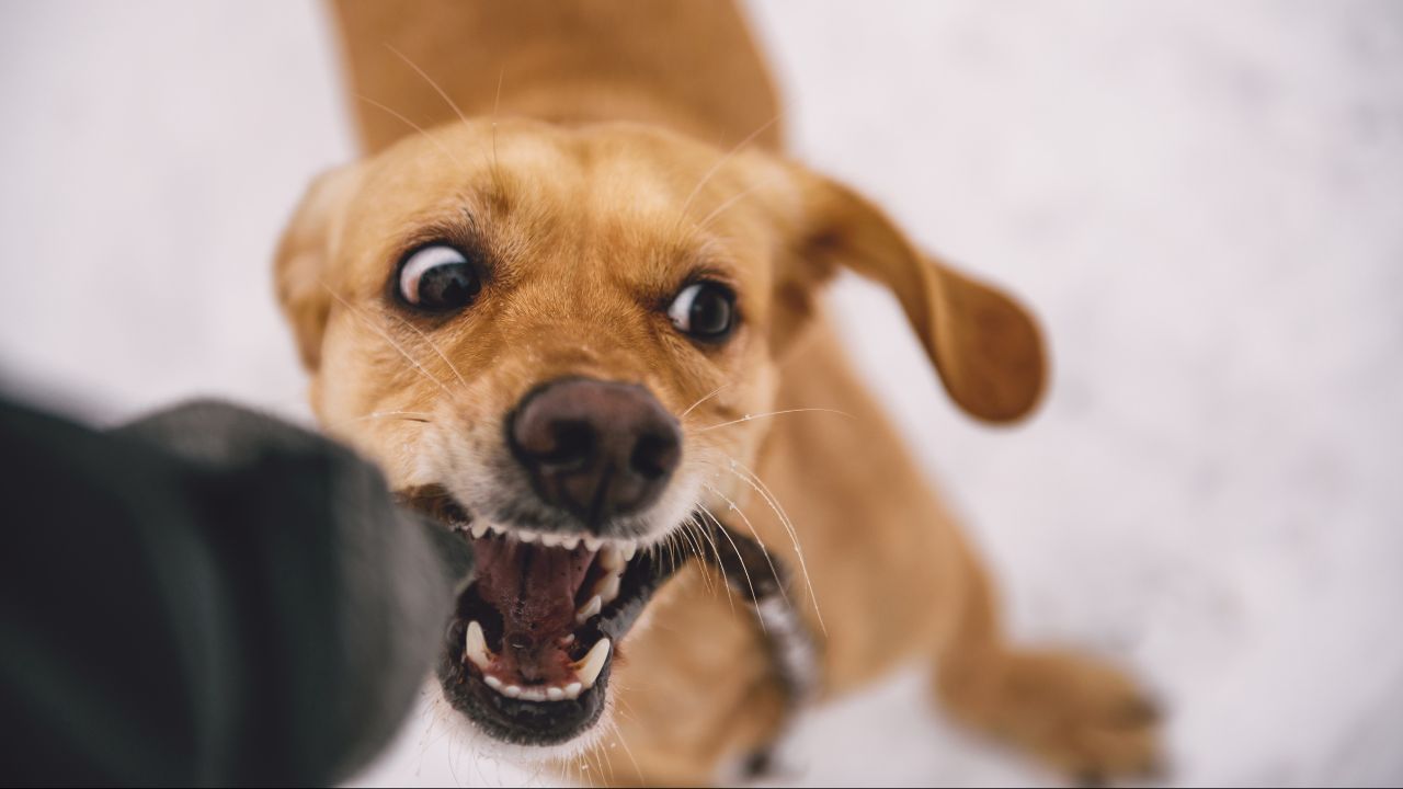 Officer Fatally Shoots Charging Dog After Deadly Mauling at California Park, Police Say