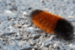Indiana Nature Signs Could Predict Winter Weather: Woolly Worms, Onions, and More
