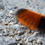 Indiana Nature Signs Could Predict Winter Weather: Woolly Worms, Onions, and More