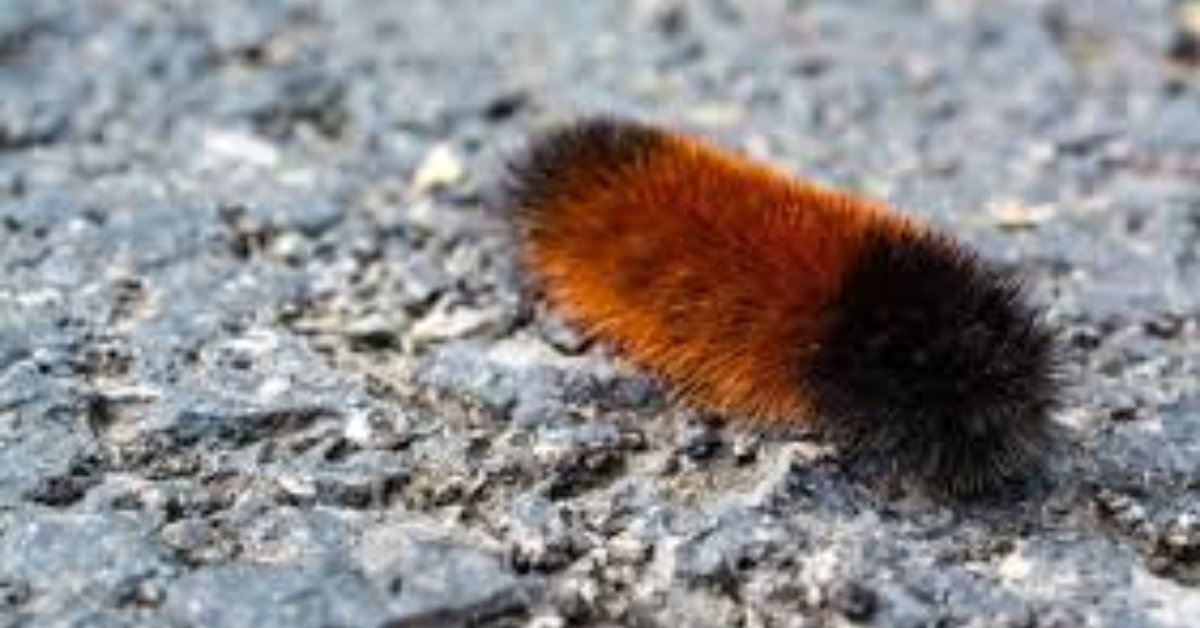 Indiana Nature Signs Could Predict Winter Weather: Woolly Worms, Onions, and More