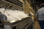 Local Farmers Celebrate Exceptional Cotton Harvest After Challenging Start in Odem