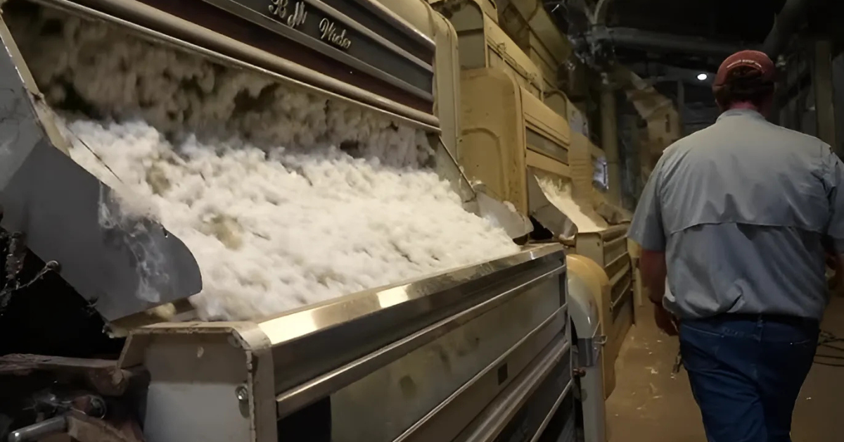 Local Farmers Celebrate Exceptional Cotton Harvest After Challenging Start in Odem