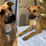 Local Rescue Introduces Sweet Young Puppy Searching For Love After Living on The Streets