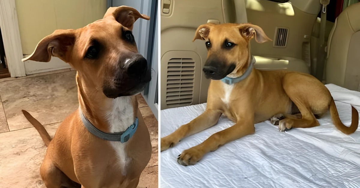 Local Rescue Introduces Sweet Young Puppy Searching For Love After Living on The Streets