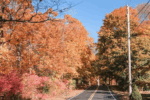 Connecticut Experiences Delightful Sunny Autumn-Like Days